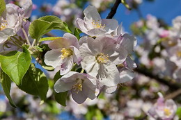 Riot of spring / ***