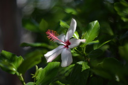 Spring Awakening / ***