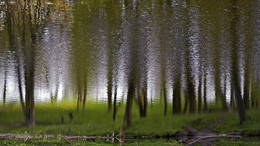 Spring Awakening / ***