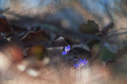 Spring Awakening / ---