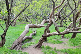 Spring Awakening / ***