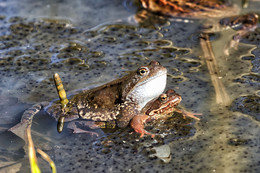 Spring Awakening / ***