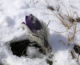 Spring Awakening / ***