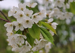 Frühlingserwachen / ***