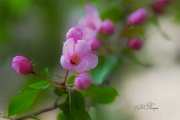 Spring Awakening / ***
