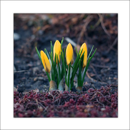 Spring Awakening / ***