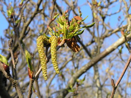 Spring Awakening / ***