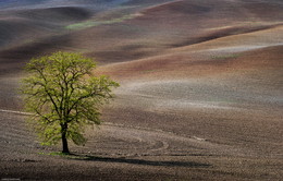 Frühlingserwachen / ***