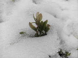 Spring Awakening / ***