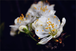 Spring / ***