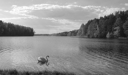 Swan / ***
