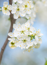 May / ***