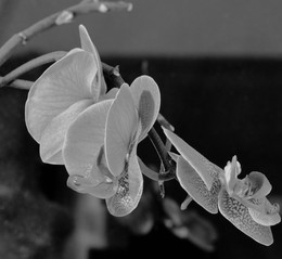 Night Orchid / ***