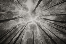 Dizziness / ***