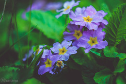Flowers / ***