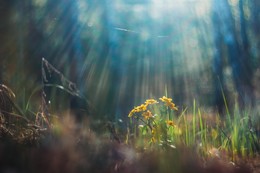 Rays / ***