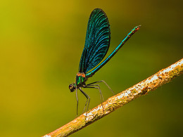 Libelle / ///