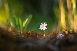 White / ***