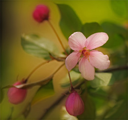 Apple trees in bloom ... / ***