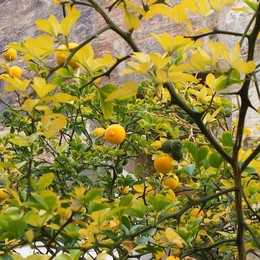 Lemon / ***