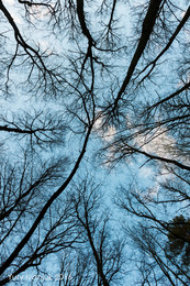 Himmel gerichtetem Blick / ***