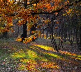 Morgen in den Wald / ***