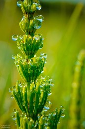 Wonders of Nature / ***