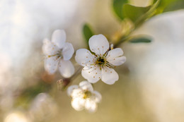 flowering / ***