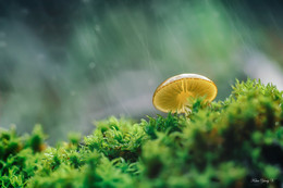 Umbrella / ***