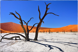  / Dead Camelthorn Trees against blue sky in Deadvlei, Sossusvlei. Namib-Naukluft National Park, Namibia, Africa
