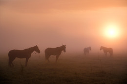 Nebliger Morgen / ***