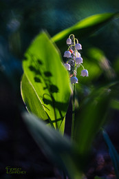 Light and shadow / ---