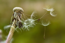 Macro / Nikon D5200, nikkor 60mm f2.8 micro