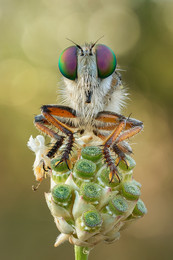  / Robber fly