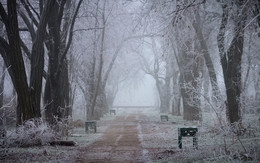 frosty morning / ***