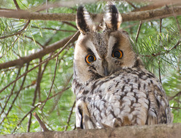 Angry Bird / ***