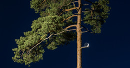 moon / ***
