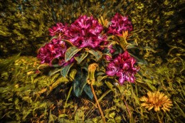 Flowers / ***