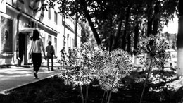City Flowers / ***