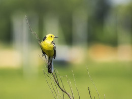 Yellow Wagtail / ***