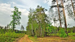 Woodland scenery / ***