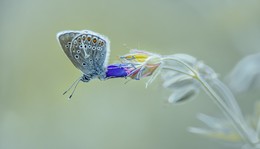 Kupfer-Schmetterling / ***