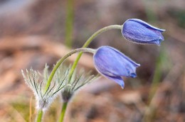 Pasque-flower / ***