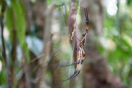 / Eine weibliche Palmspinne aufgenommen auf den Seychellen