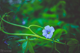 The Scarlet Flower / ***