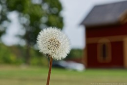 The Unbearable Lightness of Being / ***