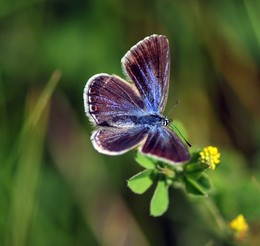 Butterfly / ***