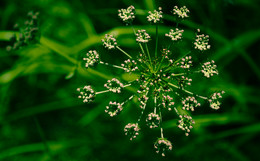 firework / ***