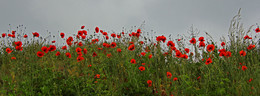 Mohn / [img]http://rasfokus.ru/upload/comments/5d249455fd4080dd63bdf31ee2764350.jpg[/img]
[img]http://rasfokus.ru/upload/comments/5c2368e4f350e1a74ad8ec3aff2717c7.jpg[/img]
[img]http://rasfokus.ru/upload/comments/533a7f9c3a58ac2e175dc4aea50c9912.jpg[/img]
