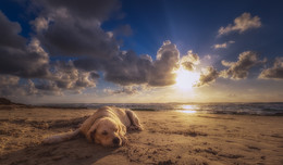 Summer laziness / ***
